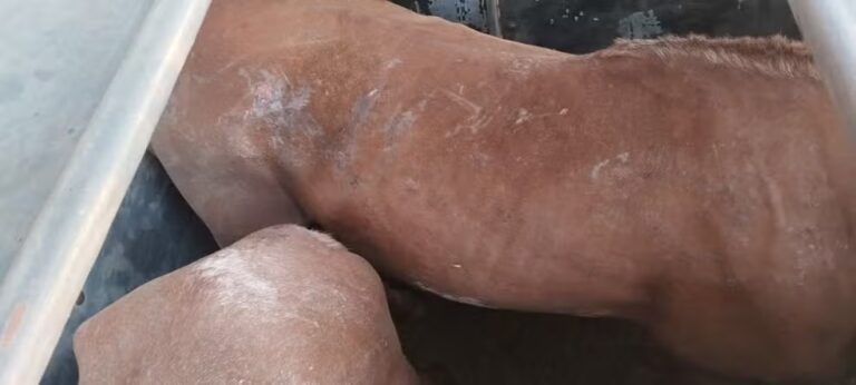 POLÍCIA: Caminhoneiro é flagrado transportando mais de 20 cavalos destinados para consumo humano