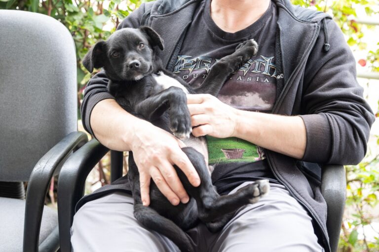 CANOAS: Saiba como agendar castração gratuita para cães e gatos; São 30 vagas