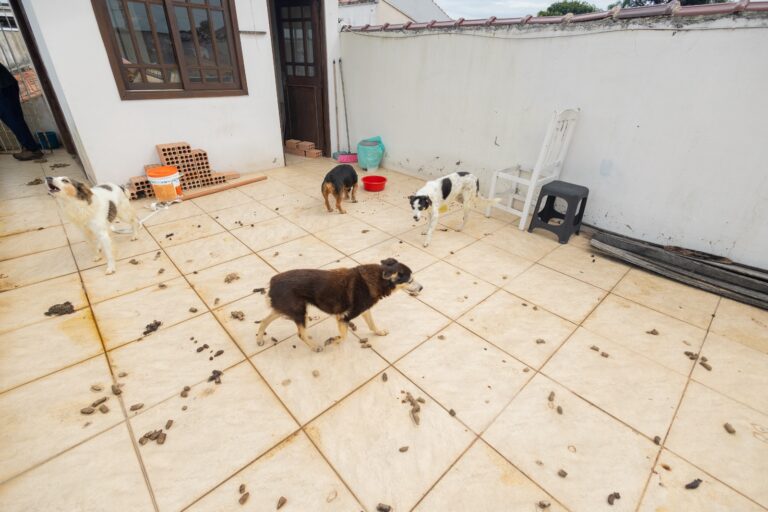 CANOAS: Quatro cachorros abandonados em residência são resgatados
