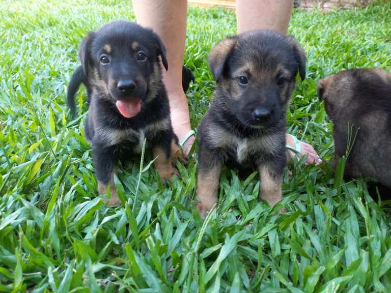 CANOAS: Conheça a história de nove ‘cãesinhos’ que precisam de um novo lar