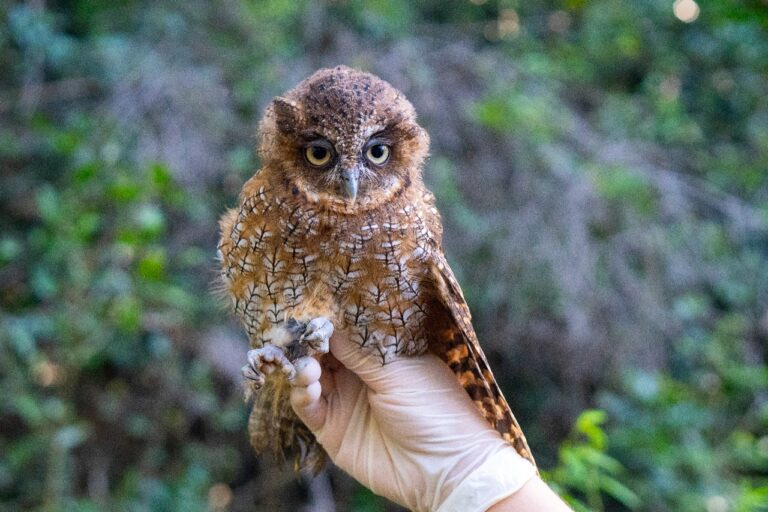 CANOAS: Duas corujas silvestres voltam para a natureza após reabilitação no MiniZoo