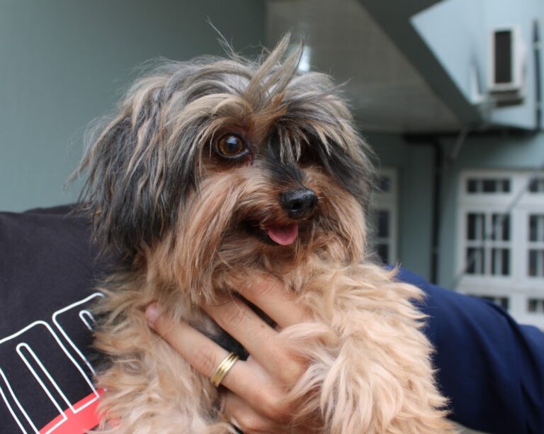 CANOAS: Polícia Civil recupera cachorrinho furtado em pátio de residência