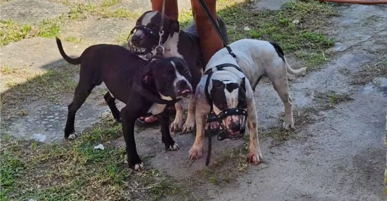 POLÍCIA: Donos de pitbulls que atacaram e arrancaram braço de mulher são presos por maus-tratos