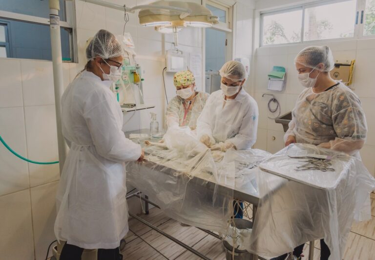 Bem-Estar Animal de Canoas intensifica cirurgias não-eletivas atrasadas