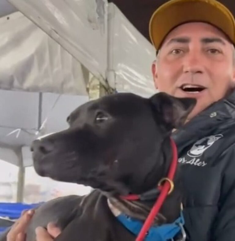 Enchente em Canoas: ONG de São Paulo leva quase 40 cachorros resgatados para recomeço de vida