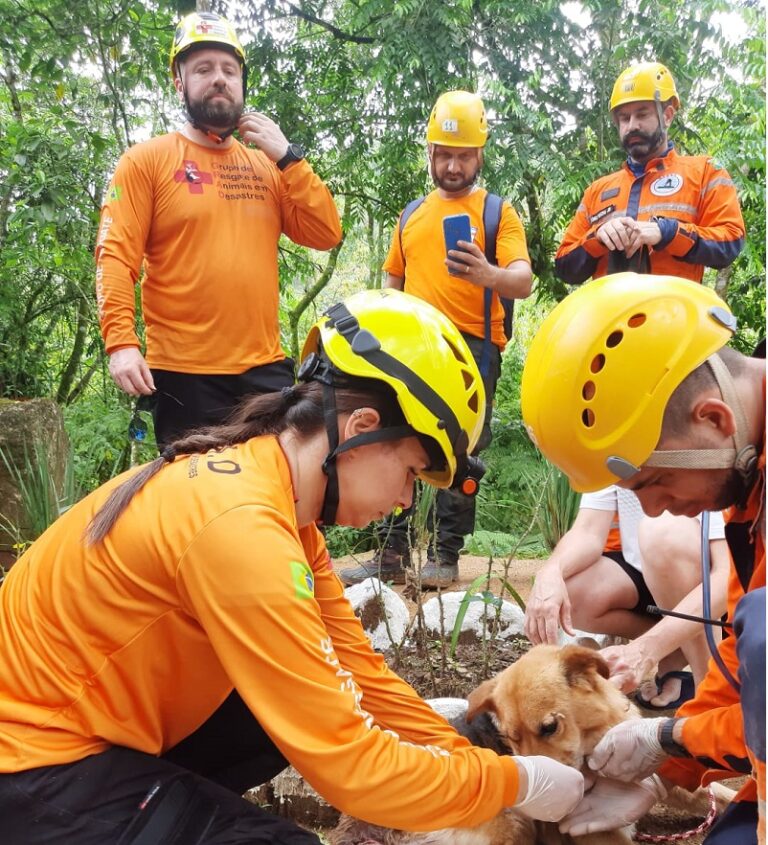 “É desesperador” diz veterinária de SC que auxilia no resgate a animais em Canoas 