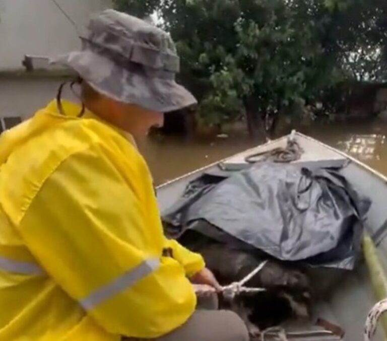 Cachorro é salvo da enchente por policial em Canoas