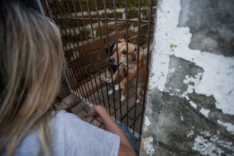 Saiba onde encontrar os mais de 20 mil animais resgatados durante a enchente em Canoas