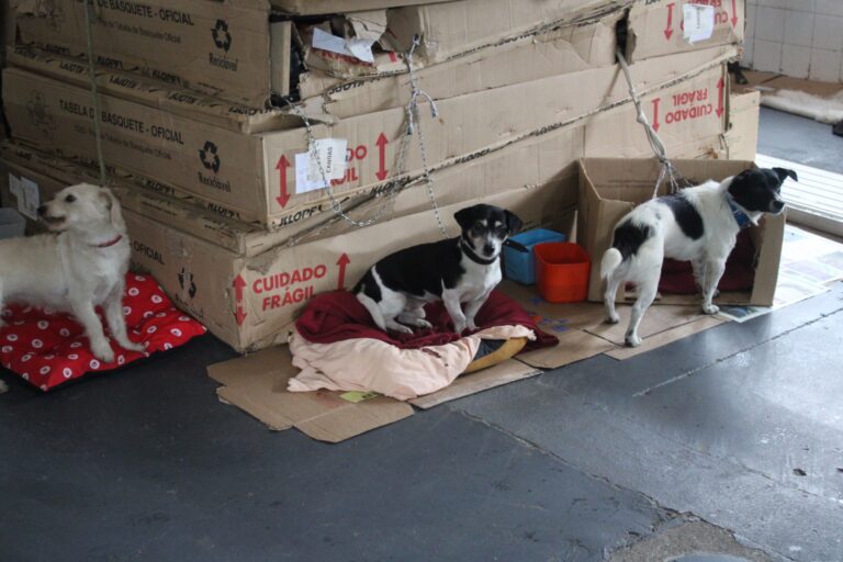 Canoas agora tem Hospital de Campanha exclusivo para animais