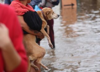 O governador Eduardo Leite anunciou um pagamento de auxílio para quem adotar animais resgatados na enchente