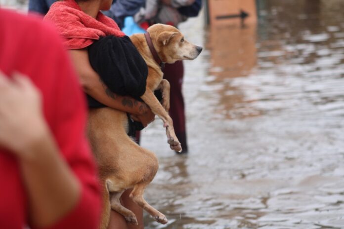 O governador Eduardo Leite anunciou um pagamento de auxílio para quem adotar animais resgatados na enchente