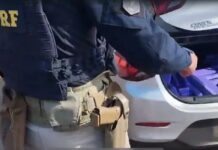 Criminosos de Canoas são presos transportando 200 kg de maconha. Criminosos de Canoas são presos transportando 200 kg de maconha