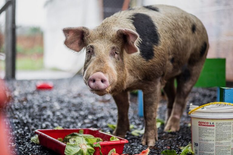 Na manhã desta quarta-feira (26), um porco foi resgatado na BR-116, em Canoas. Motoristas avistaram o animal ainda de madrugada e acionaram a Polícia Rodoviária Federal (PRF).