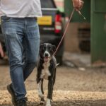 Taxa de R$ 625 para donos de pets é falsa; governo esclarece que não há cobrança prevista e alerta para desinformação nas redes sociais.