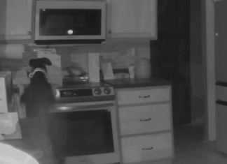 Cachorro liga fogão e coloca fogo em residência. A cena, que aconteceu nos Estados Unidos, foi gravada por uma câmera de segurança