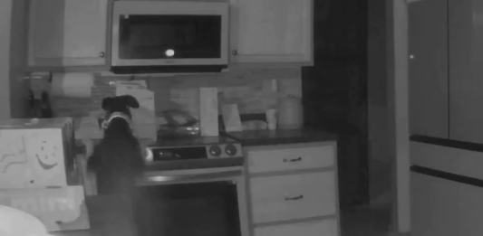 Cachorro liga fogão e coloca fogo em residência. A cena, que aconteceu nos Estados Unidos, foi gravada por uma câmera de segurança