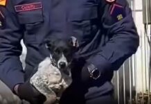 Cachorro é resgatado por bombeiros após cair em bueiro em Canoas