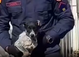 Cachorro é resgatado por bombeiros após cair em bueiro em Canoas