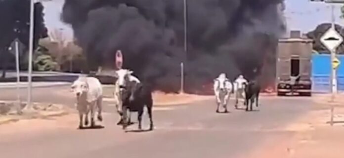 caminhão com bois pega fogo