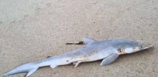 Pesquisa encontra cocaína em tubarões no litoral brasileiro; Entenda