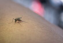 Mosquito Mosquito-pólvora