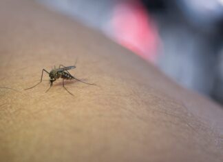 Mosquito Mosquito-pólvora