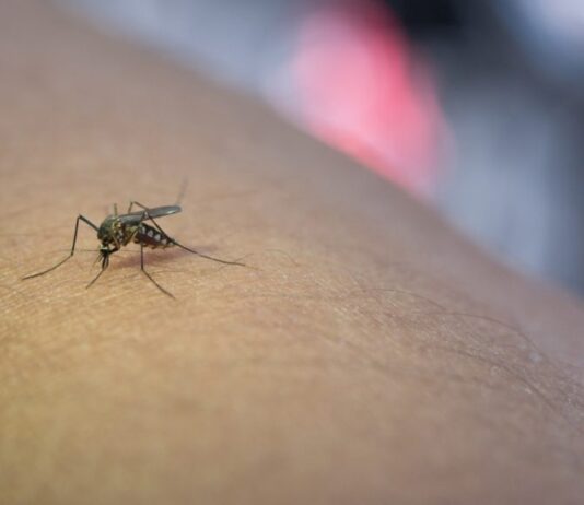 Mosquito Mosquito-pólvora