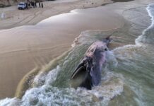 Baleia-de-bryde é encontrada morta após encalhar em praia
