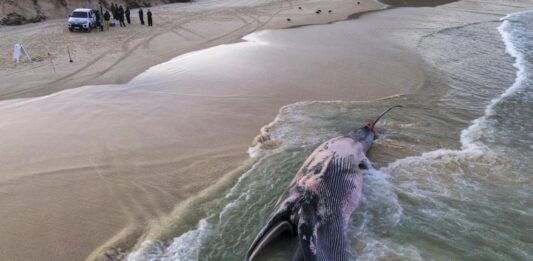 Baleia-de-bryde é encontrada morta após encalhar em praia