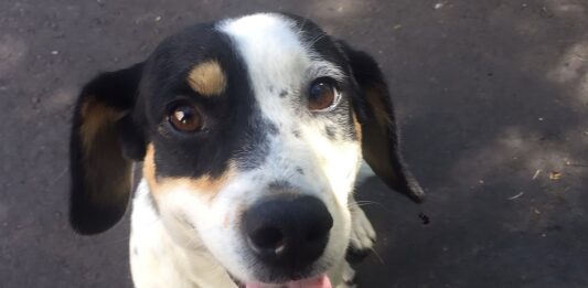 Em celebração ao Dia Mundial do Cachorro, comemorado nesta segunda-feira (26), o Grupo Pereira, sétimo maior varejista do Brasil, reafirma seu compromisso com o bem-estar animal por meio de ações solidárias em todas as suas unidades de negócio.