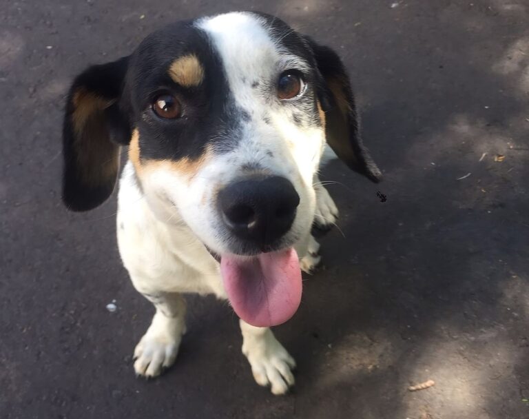 Em celebração ao Dia Mundial do Cachorro, comemorado nesta segunda-feira (26), o Grupo Pereira, sétimo maior varejista do Brasil, reafirma seu compromisso com o bem-estar animal por meio de ações solidárias em todas as suas unidades de negócio.