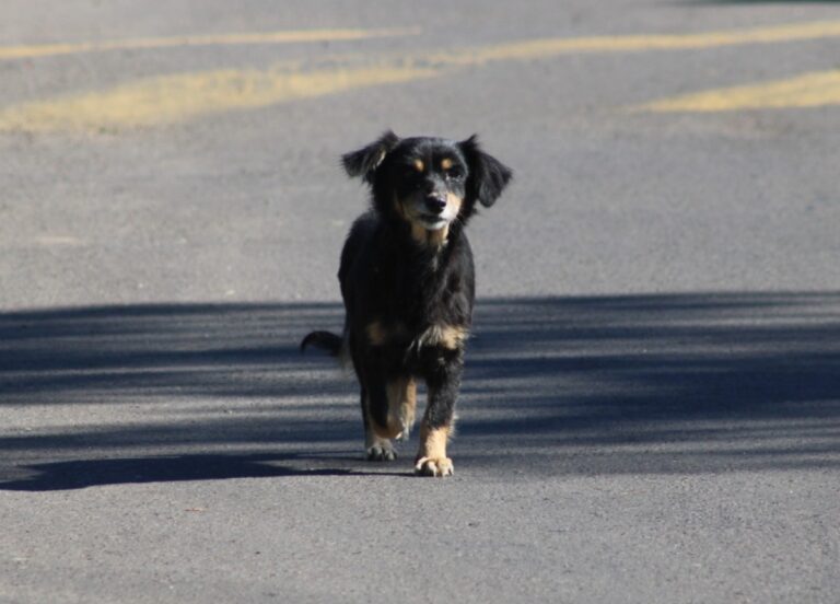 Prefeitura de Canoas abre inscrições para castrar cães e gatos de graça; Saiba como