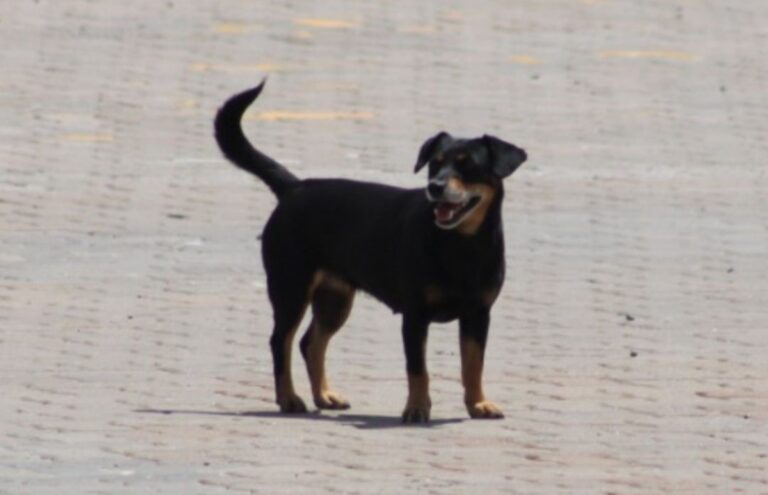 Inscrições para castrações gratuitas em Canoas iniciam nesta sexta