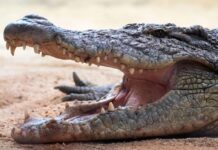 Crocodilo é visto nadando em praia e assusta público
