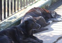 Lei quer multar quem maltratar animais em R$ 10 mil; Entenda
