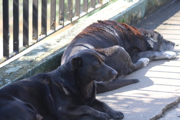 Lei quer multar quem maltratar animais em R$ 10 mil; Entenda