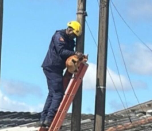 Gato preso em poste é resgatado pelo Corpo de Bombeiros em Canoas no fim da manhã desta quinta-feira (5). Ocorrência aconteceu na rua André Luiz dos Anjos Conceição, no bairro Guajuviras.