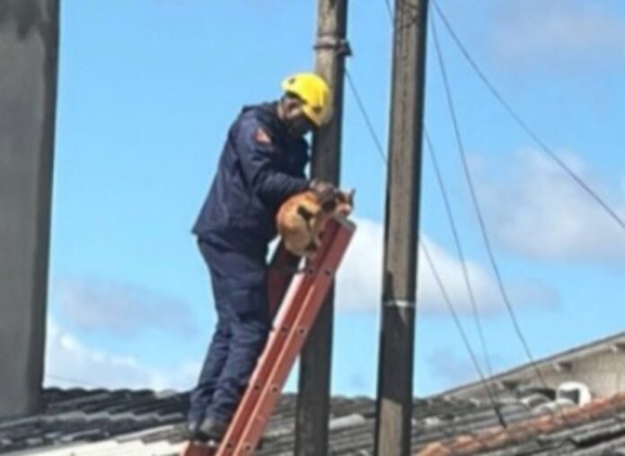 Gato preso em poste é resgatado pelo Corpo de Bombeiros em Canoas no fim da manhã desta quinta-feira (5). Ocorrência aconteceu na rua André Luiz dos Anjos Conceição, no bairro Guajuviras.