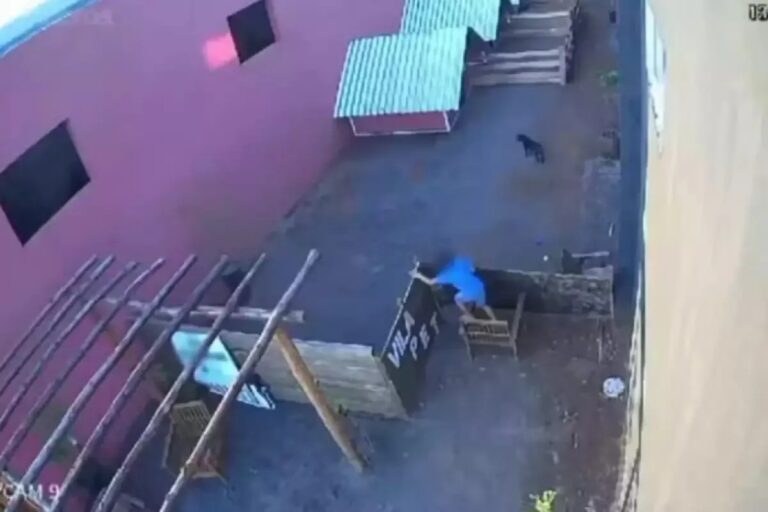 Veja o que vai acontecer com criança de 9 anos que matou 23 animais