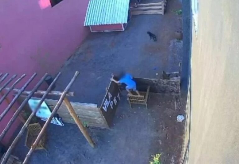 Criança de 9 anos tortura e mata 23 animais após invadir hospital veterinário