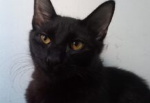 Descubra a origem dos mitos sobre o gato preto e como a associação com bruxas gerou estigmas e maus-tratos.