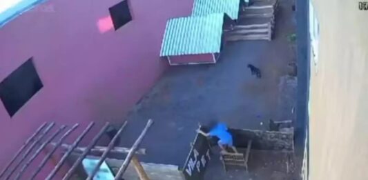 Criança é gravada ao matar 23 animais