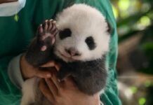 As duas fêmeas gêmeas de pandas vão estar em exposição para o público do zoológico durante uma hora todos os dias.