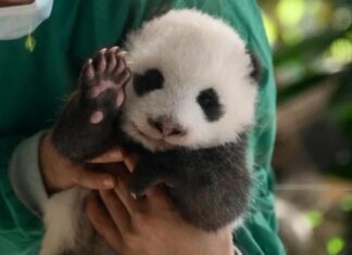 As duas fêmeas gêmeas de pandas vão estar em exposição para o público do zoológico durante uma hora todos os dias.