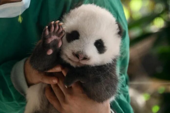 As duas fêmeas gêmeas de pandas vão estar em exposição para o público do zoológico durante uma hora todos os dias.