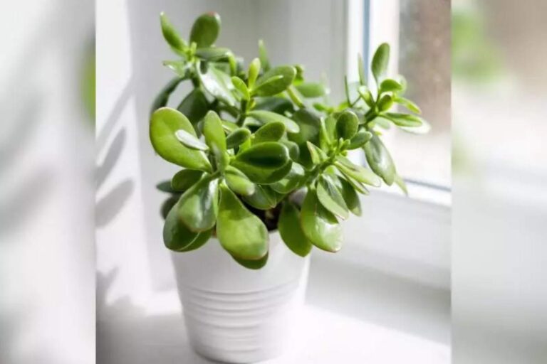 Ter a energia da Planta Jade por perto pode ser uma escolha acertada. Presentear alguém com essa planta é um gesto de carinho.