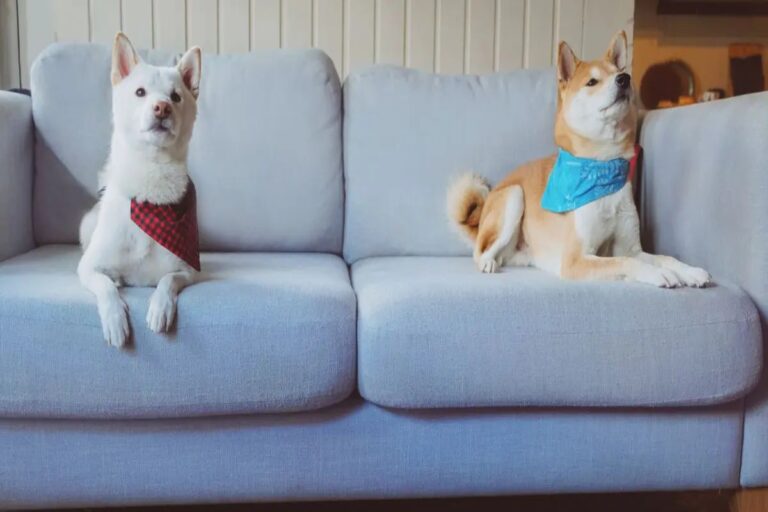 Aprenda dicas eficazes de limpeza para proteger seus estofados do xixi de seu pet, além da importância da higienização especializada.