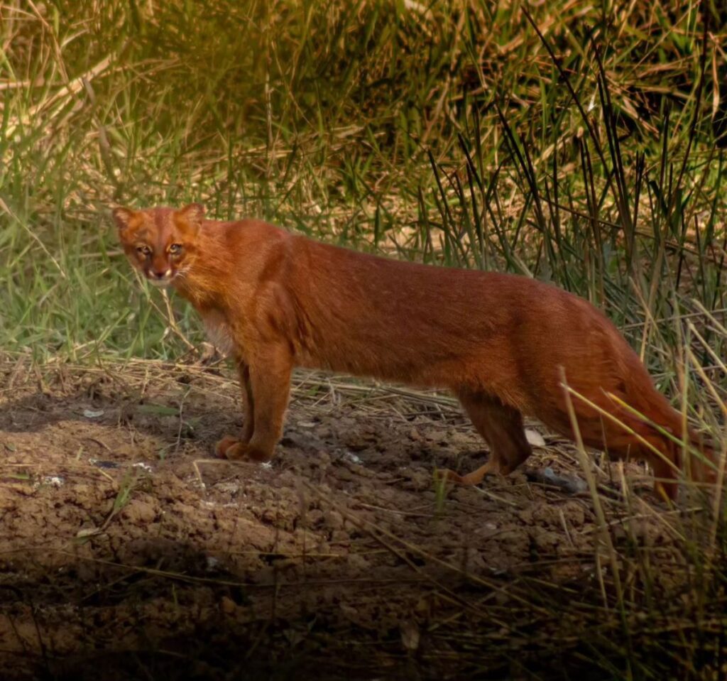 Animal ameaçado de extinção é avistado no Brasil 