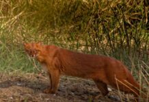 Animal em extinção é avistado no Brasil