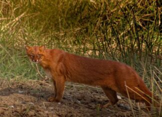 Animal em extinção é avistado no Brasil